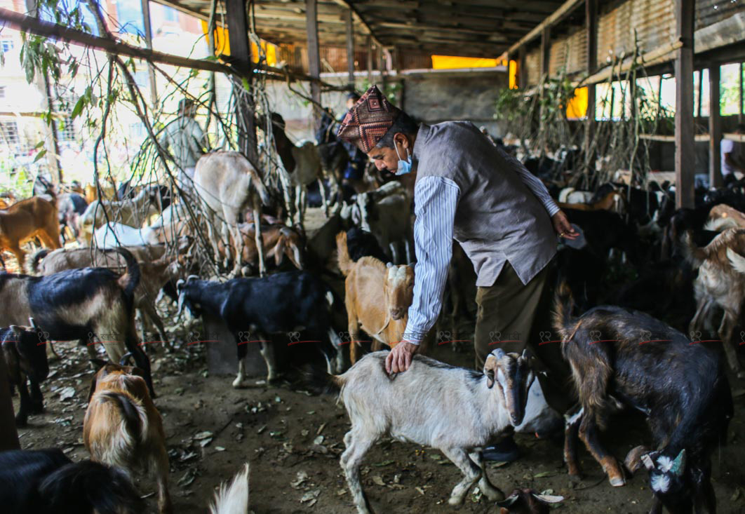 थापाथलीबाट बिक्री हुँदै खाद्यका खसीबोका र च्यांग्रा (तस्बिरहरू)